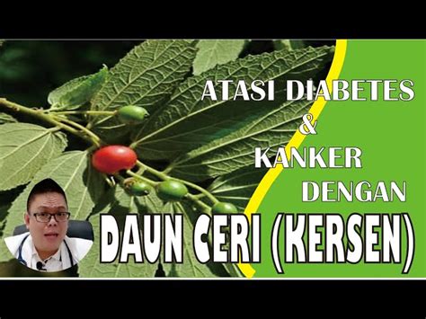 Temukan Manfaat Daun Kersen Kering Jarang Diketahui Khasiatnya