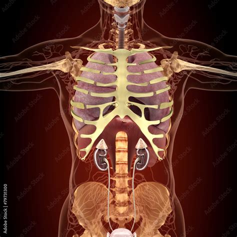 Anatomy of human organs in x-ray view Stock Illustration | Adobe Stock