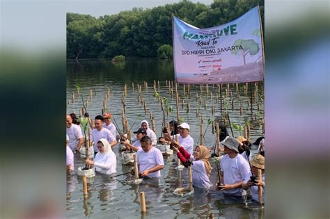 Hippi Dki Kemenparekraf Dan Klhk Tanam Pohon Mangrove Di Pik Jakut