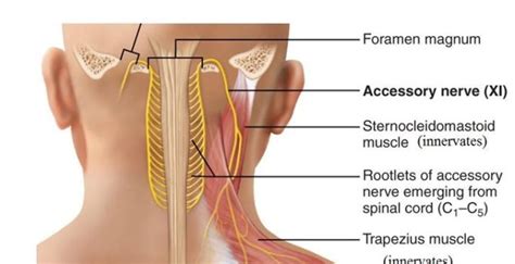 Spinal Accessory Nerve Origin Course Applied Anatomy