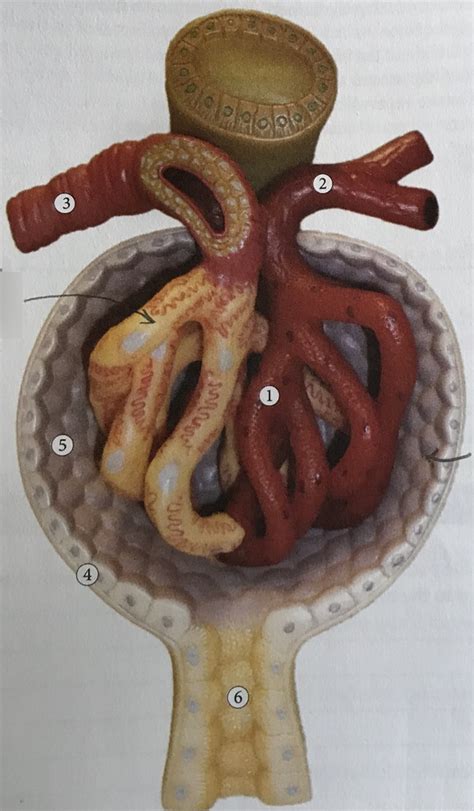 E21 Glomerulus And Bowmans Capsule Lab Manual Diagram Quizlet