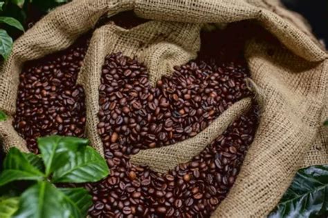 Exportação mundial de café em setembro aumenta 24 8 aponta OIC Agro