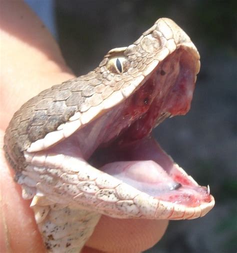 Snake expert dies after viper bite - Ozzie News