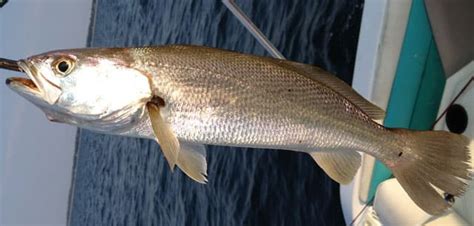 Fish Rules - Seatrout, Sand in FL State Waters