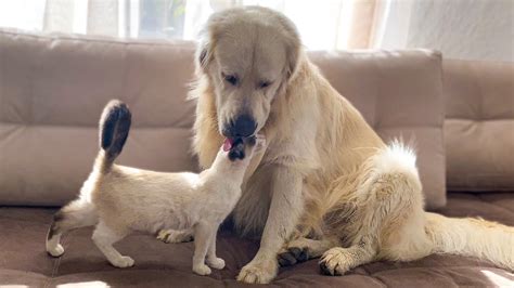 Golden Retriever And Kitten Amazing Love Youtube