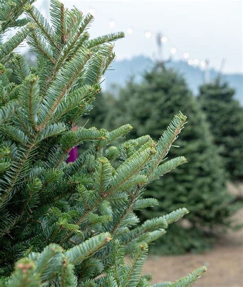 Opuesto Chupar Cantidad De Ventas Tipos De Arboles De Navidad Naturales