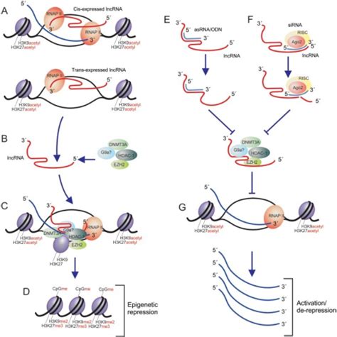 Lncrna Pathways Of Transcriptional Silencing And De Rep Open I