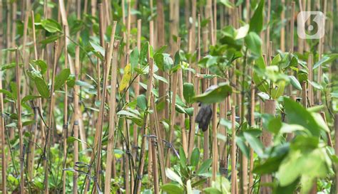 Seribu Pohon Mangrove Ditanam Di Pesisir Jakarta Utara Foto Liputan6