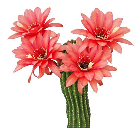 Cactus with Red Flowers Isolated on White Stock Image - Image of ...