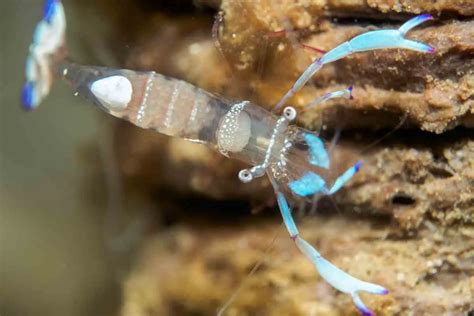 11 Facts About Ghost Shrimp Molting You Should Know | Hutch and Cage