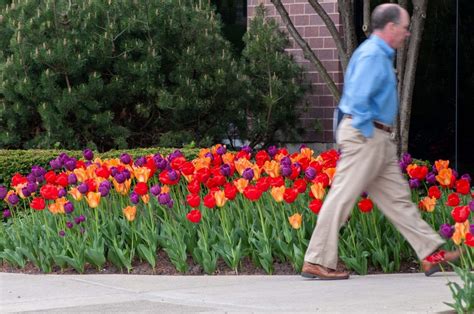 The Rainbow Coalition® Tulip Blend Wholesale Colorblends®