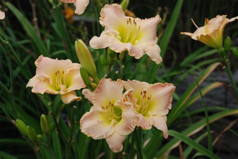 Photo Of The Bloom Of Daylily Hemerocallis Elusive Happiness Posted