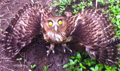 Philippine Eagle Owl Project Noah