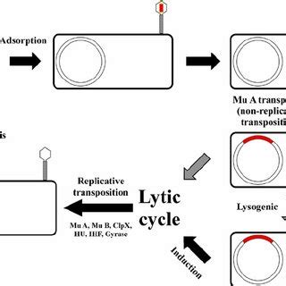 Lytic cycle and lysogeny of phage lambda. N protein (antiterminator ...