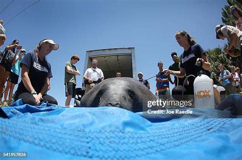 Manatee Rescue Photos and Premium High Res Pictures - Getty Images