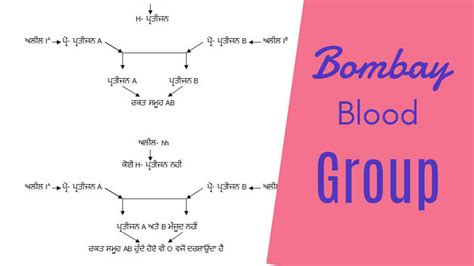 What Is Bombay Blood: History And Transfusion Match » 2023