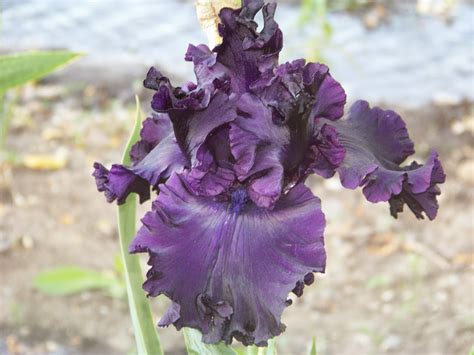 World Of Irises Tall Bearded Iris My Favorite Black Irises