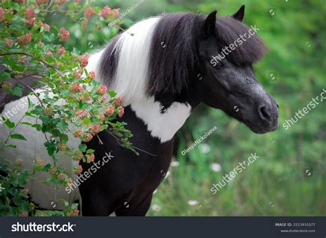 Portrait Piebald Black White Shetland Pony Stock Photo