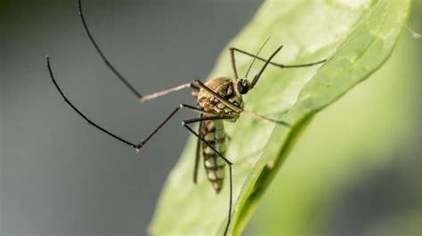 how to get rid of a mosquito in the house