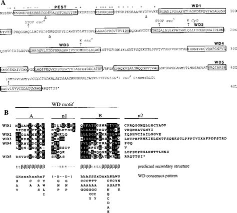 Figure From The Drosophila Extra Sex Combs Protein Contains WD Motifs Essential For Its
