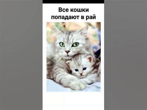 все кошки попадают в рай - YouTube