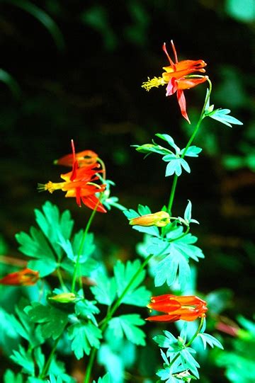 Wildflower Walk At Devils Gulch Cnps Marin