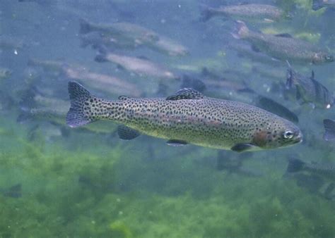 フリー写真画像: 間近、虹、マス、魚、水中、サケ、得られたニジマス
