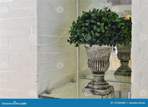 Planta Num Vaso Branco E Numa Prateleira Branca Espelhos Foto De