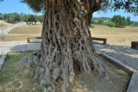 TEOS Teo Ancient City Sigacık Turkey Ancient Olive Tree Flickr