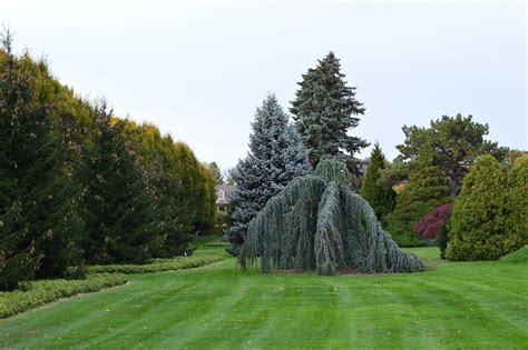 Anti-desiccant Spray for Evergreens. What Is It? Why Do It?