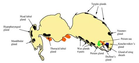 Bee internal glands