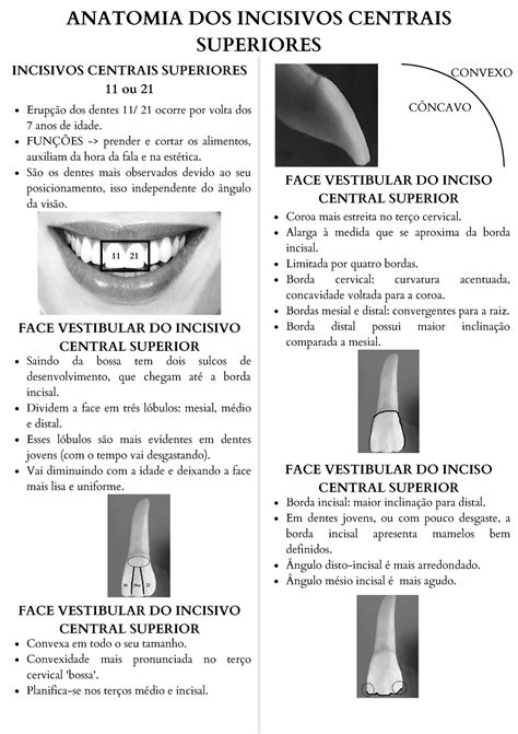 Aula 2 Dentes 11 Ou 21 11 21 Anatomia Dos Incisivos Centrais