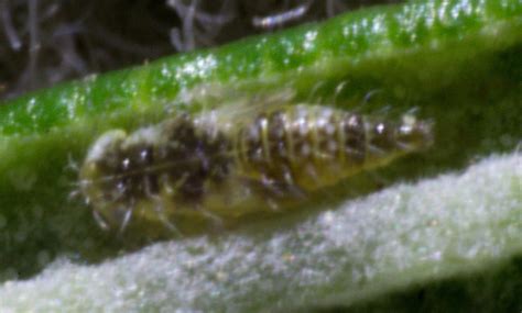 identification - What Pest is That on My Rosemary? - Gardening