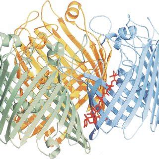 Schematic Model Of The E Pathway Outer Membrane Proteins Shown In