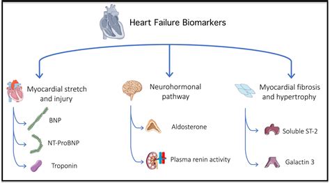 Biomarkers In Heart Failure Relevance In The Clinical Practice