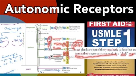 Autonomic Receptors in Hindi/Urdu by first aid for USMLE step 1 - YouTube