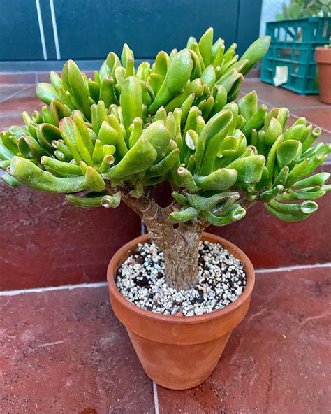 Types Of Jade Plants Amazing Succulents Grow Your Yard