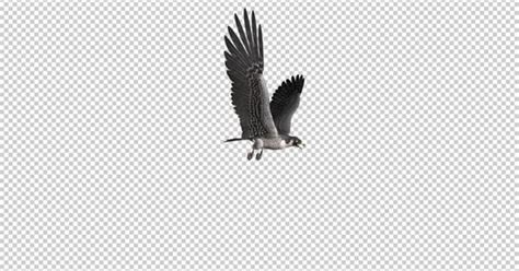 Peregrine Falcon Gliding And Flying Loop Side Angle Peregrine