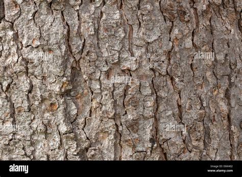 Acer Pseudoplatanus Bark High Resolution Stock Photography And Images