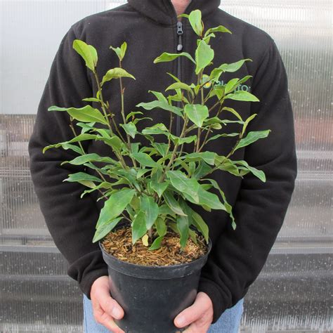 Banana shrub : buy Banana shrub / Michelia figo
