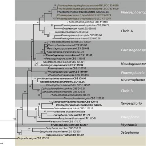 Raxml Tree Based On A Combined Dataset Of Lsu Ssu Its And Rbp