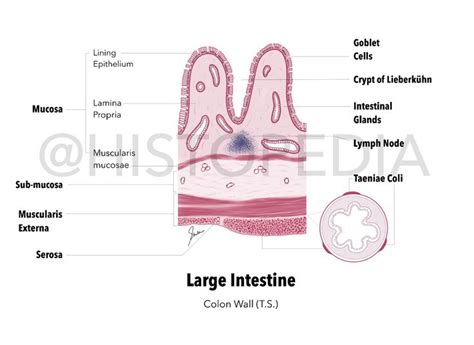 Well Labelled Diagram Of Histology Of Colon Wall Large Intestine Showing All 4 Layers Of Git