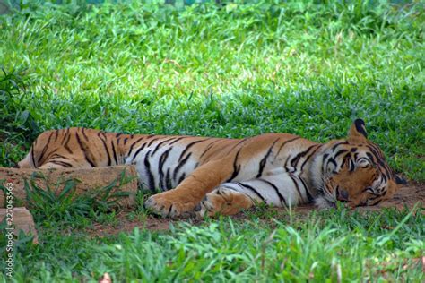 TIGER SLEEPING IN BANNERGHATTA ZOO Stock Photo | Adobe Stock