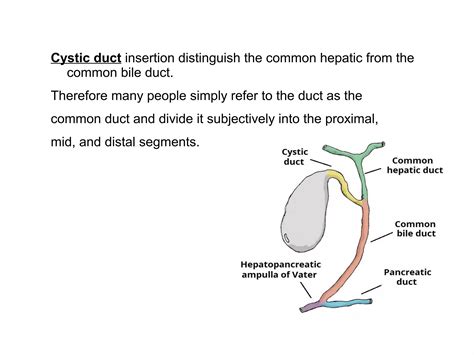 Bile Duct Ultrasound Ppt