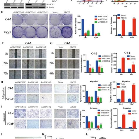 Inhibition Of Cdk1 Increases The Sensitivity Of Prostate Cancer Cells