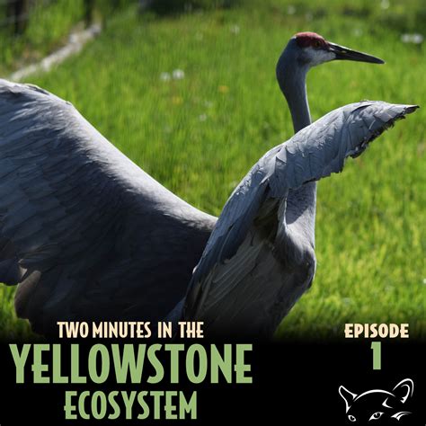 Episode 1: Return of the Sandhill Cranes
