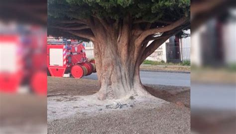 Intentaron Quemar El Rbol Cipr S S Mbolo De La Campa A De Boric