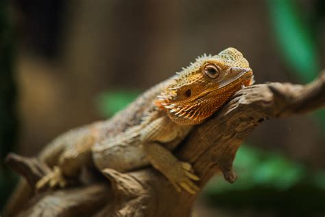 Bearded Dragon Diet: What They Can + Can't Eat, For Hatchlings to Adults