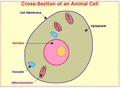 Animal Cell Diagram Mcgraw Hill