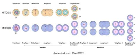 Cell Division Meiosis Chart Lupon Gov Ph